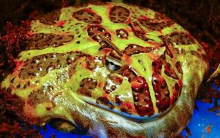 Cranwell's horned frog Ceratophrys cranwelli photo