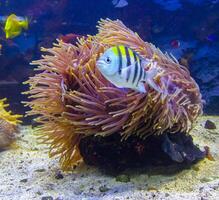 Abudefduf saxatilis - tropical striped fish against the background of a large sea anemone photo
