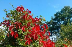 Large bush of wild grapes with red leaves in a botanical garden, Odessa photo