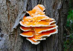 Sulphur polypore, sulphur shelf Laetiporus sulphureus, parasitic yellow edible mushroom on a tree trunk photo