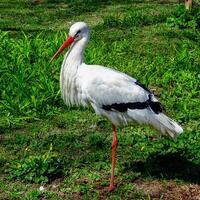 The white stork Ciconia ciconia, close-up of a bird in a zoo, Ukraine photo
