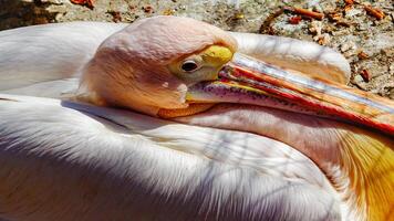 The great white pelican Pelecanus onocrotalus, bird head close-up, Ukraine photo