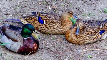 The mallard or wild duck Anas platyrhynchos, close-up of resting birds, Ukraine photo