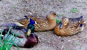 The mallard or wild duck Anas platyrhynchos, close-up of resting birds, Ukraine photo
