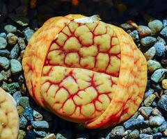 Mesembs Lithops gracilidelineata South African plant from Namibia photo