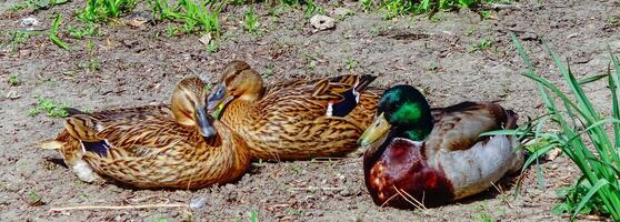 The mallard or wild duck Anas platyrhynchos, close-up of resting birds, Ukraine photo