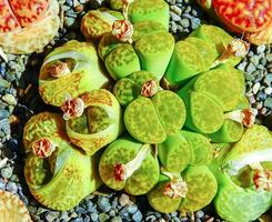 Mesembs Lithops bromfieldii v. insularis Sulphurea South African plant photo