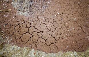 Eggs of the crustacean Artemia salina on the shore photo