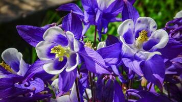 European columbine, common columbine Aquilegia vulgaris - unusual white and purple flowers photo