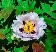 Honey Bee collects pollen and nectar on a large tree peony flower photo