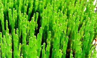 glasswort Salicornia europaea, succulent plant photo