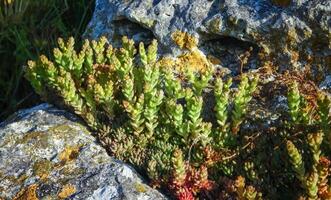 Sedum acre - goldmoss stonecrop, succulent plants photo