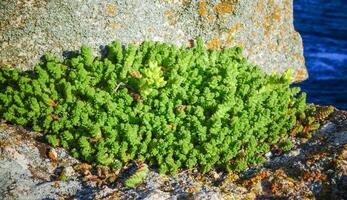 Sedum acre - goldmoss stonecrop, succulent plants photo
