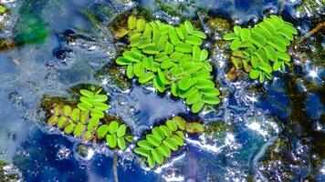 Floating fern, floating moss, water butterfly wings Salvinia natans, Yalpug, Ukraine photo