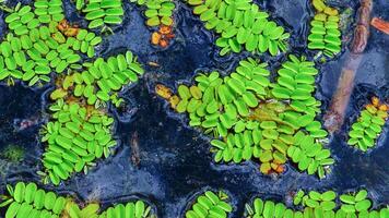 Floating fern, floating moss, water butterfly wings Salvinia natans, Yalpug, Ukraine photo