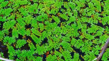 Floating fern, floating moss, water butterfly wings Salvinia natans Yalpug, Ukraine photo