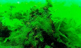 Green algae on the seabed Ulva, Enteromorpha, Cladophora photo