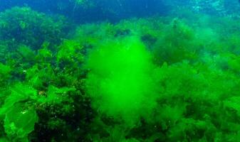 Green algae on the seabed Ulva, Enteromorpha, Cladophora photo