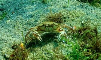 Black Sea, Nutrition of Green crab Carcinus aestuarii, eating another species of crab photo