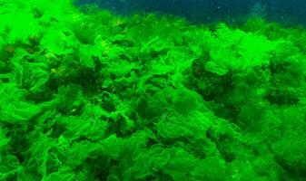 Green algae on the seabed Ulva, Enteromorpha, Cladophora photo