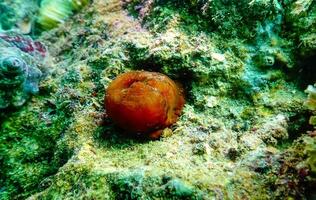 Beadlet anemone Actinia equina, sea anemones on underwater rocks off the coast photo
