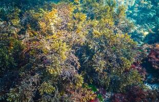 Thickets sea algae Cystoseira barbata in the coastal zone of the sea photo