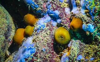 Beadlet anemone Actinia equina, sea anemones on underwater rocks photo