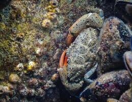 Jaguar round crab Xantho poressa. Fauna of the Black Sea photo