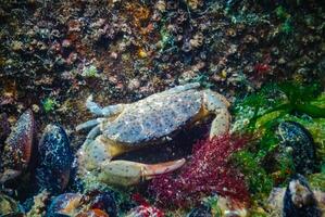 Jaguar round crab Xantho poressa. Fauna of the Black Sea photo