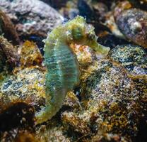 Long-snouted seahorse Hippocampus hippocampus on the seabed photo