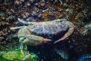Jaguar round crab Xantho poressa. Fauna of the Black Sea photo