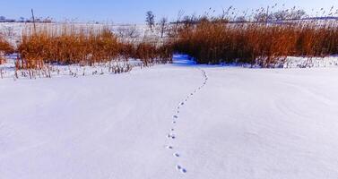Smooth snow cover on the ice of a frozen lake in winter photo