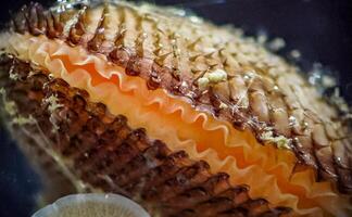Bivalve mollusks Anadara kagoshimensis, Black Sea photo