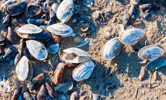 Shells of the clam Mya arenaria on the shore. Tiligul Liman, Odessa region photo