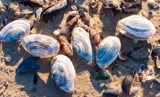 Shells of the clam Mya arenaria on the shore. Tiligul Liman, Odessa region photo