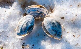 Shells of the clam Mya arenaria on the shore. Tiligul Liman, Odessa region photo