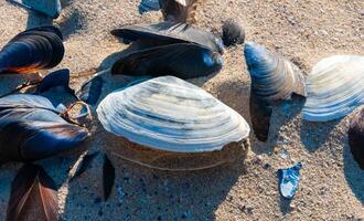 Shells of the clam Mya arenaria on the shore. Tiligul Liman, Odessa region photo