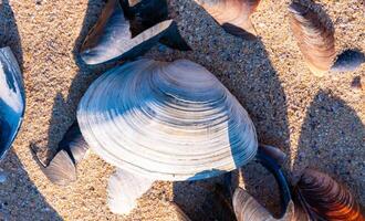 Shells of the clam Mya arenaria on the shore. Tiligul Liman, Odessa region photo