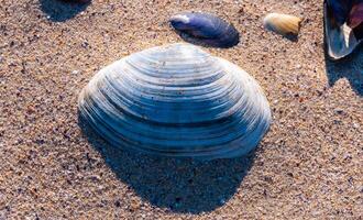 Shells of the clam Mya arenaria on the shore. Tiligul Liman, Odessa region photo