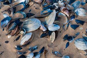 Shells of the clam Mya arenaria on the shore. Tiligul Liman, Odessa region photo