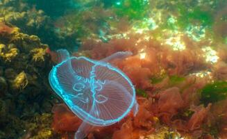 Common jellyfish, moon jellyfish Aurelia aurita swims over algae in the Black Sea photo