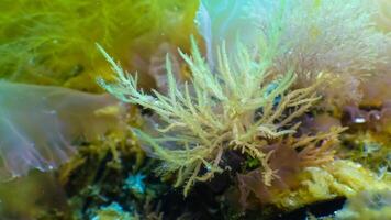 Green, red and brown algae on the seabed Ulva, Enteromorpha, Ceramium, Cladophora, Porphira photo
