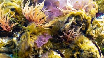 Green, red and brown algae on the seabed Ulva, Enteromorpha, Ceramium, Cladophora, Porphira photo