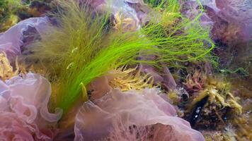 Green, red and brown algae on the seabed Ulva, Enteromorpha, Ceramium, Cladophora, Porphira photo