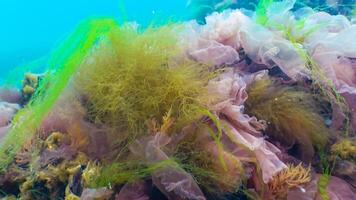 Green, red and brown algae on the seabed Ulva, Enteromorpha, Ceramium, Cladophora, Porphira photo