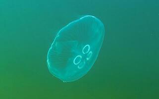 Common jellyfish, moon jellyfish Aurelia aurita swims over algae in the Black Sea photo