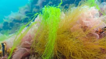 Green, red and brown algae on the seabed Ulva, Enteromorpha, Ceramium, Cladophora, Porphira photo