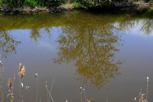 Reflection of a tree in water photo