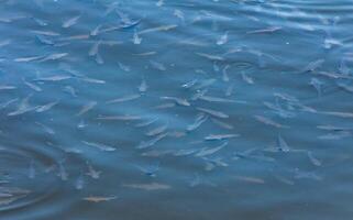 The so-iuy mullet Liza haematocheilus, a flock of young mullet feeding at the surface photo