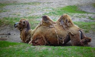 The Bactrian camel Camelus bactrianus the animal molts in summer and rests in the sun photo